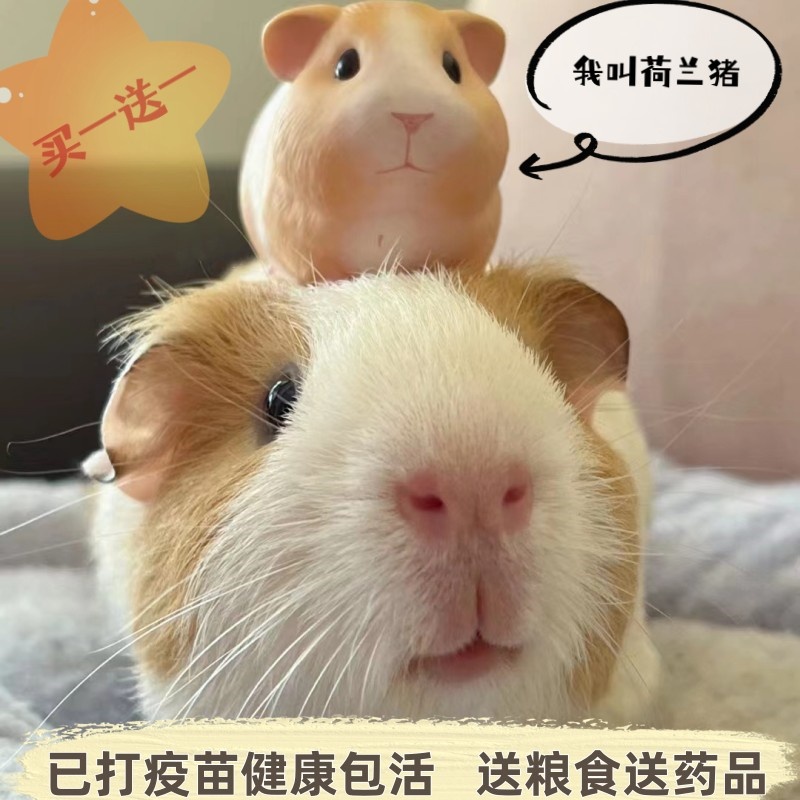 宠物荷兰猪活体荷兰鼠荷兰兔豚鼠白豚彩豚老鼠兔活物幼崽健康可爱