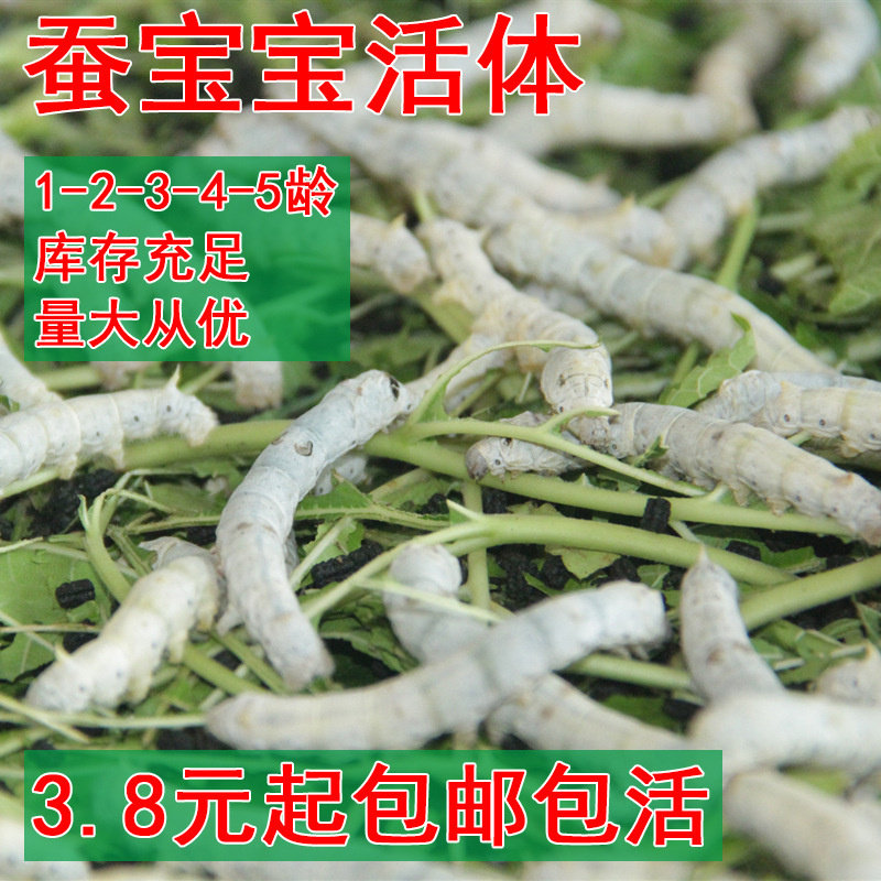 蚕宝宝活体大小1-2-3-4-5龄幼蚕活物送分养盒饲养盒新鲜桑叶包活 - 实物图