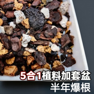 五合一颗粒植料蝴蝶兰国兰石斛文心专用兰花营养土 无侧边孔盆用