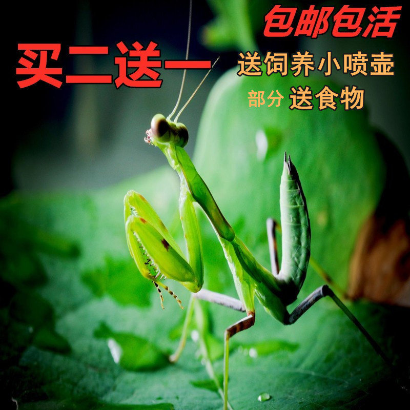 包邮现货中华大刀螳螂活体幼体个特色爬宠/鸣虫