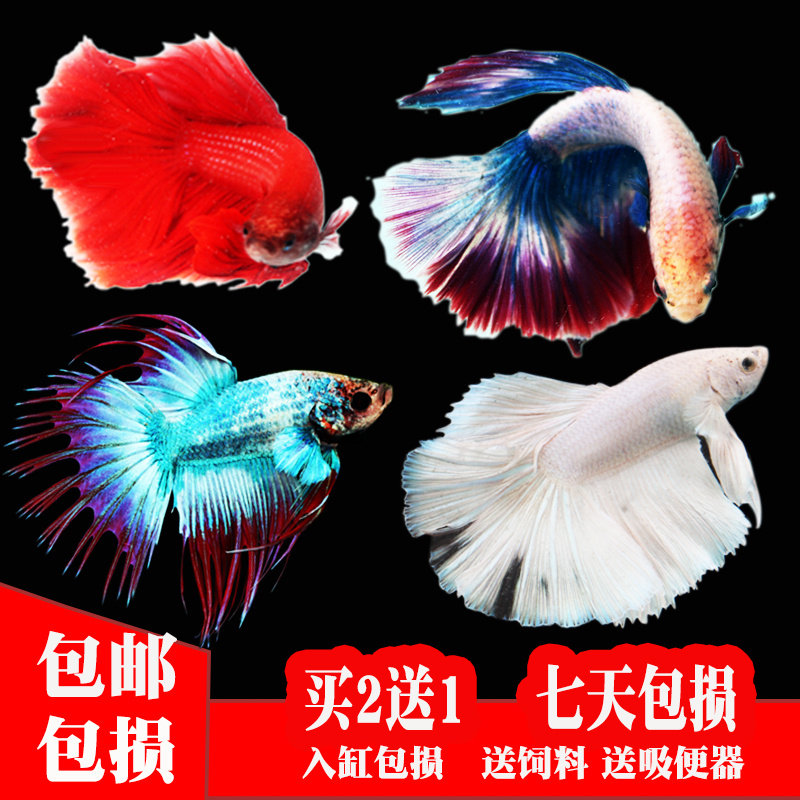 泰国斗鱼狮王半月马尾淡水活体观鱼