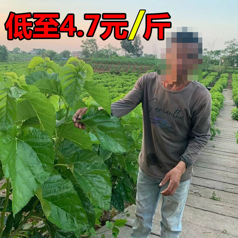 桑叶当天现摘现发蚕桑桑叶新鲜喂蚕现摘强桑嫩叶基地蚕宝宝大桑叶图片