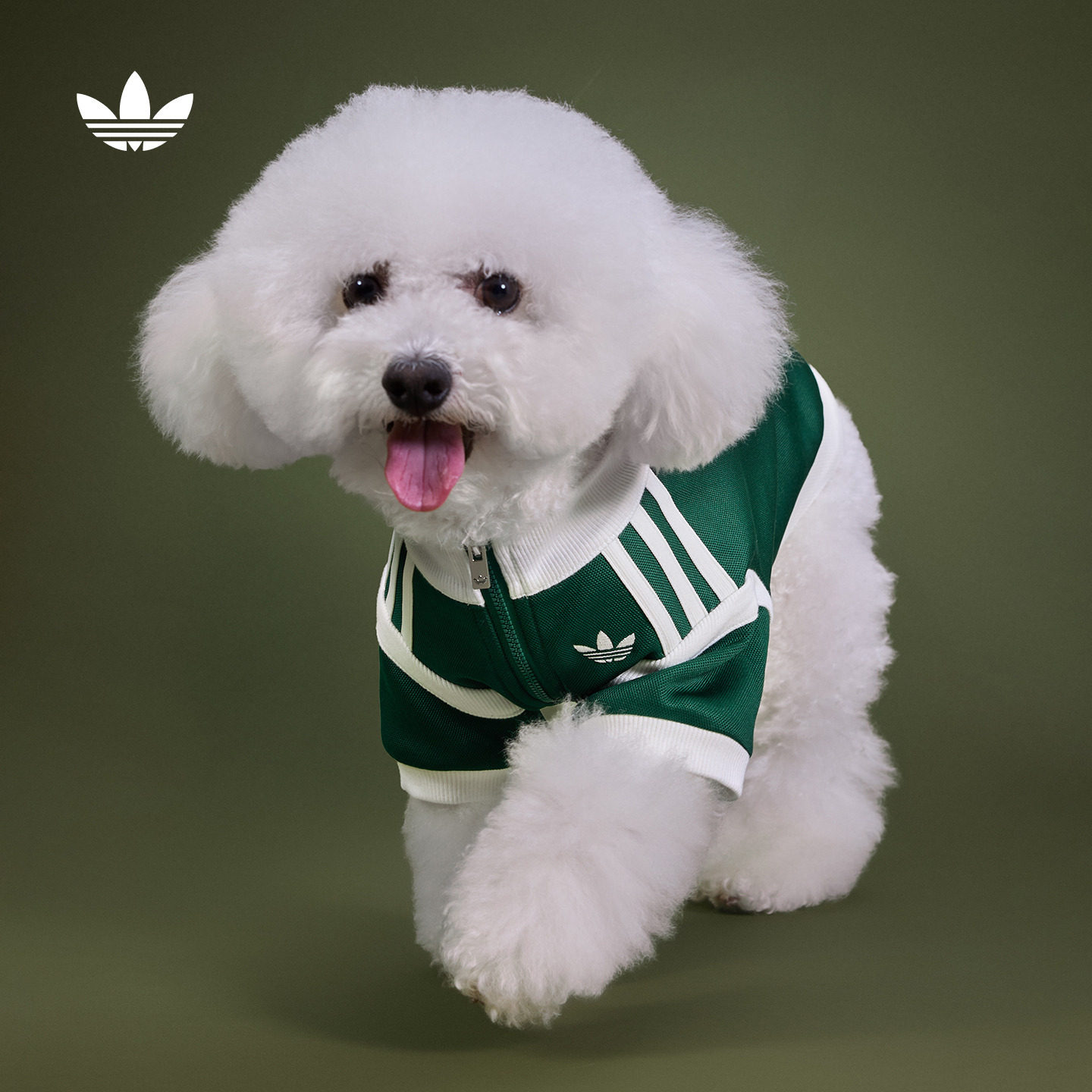 宠物衣服中小型犬复古风三条纹外套狗狗猫咪秋季adidas阿迪达斯图片