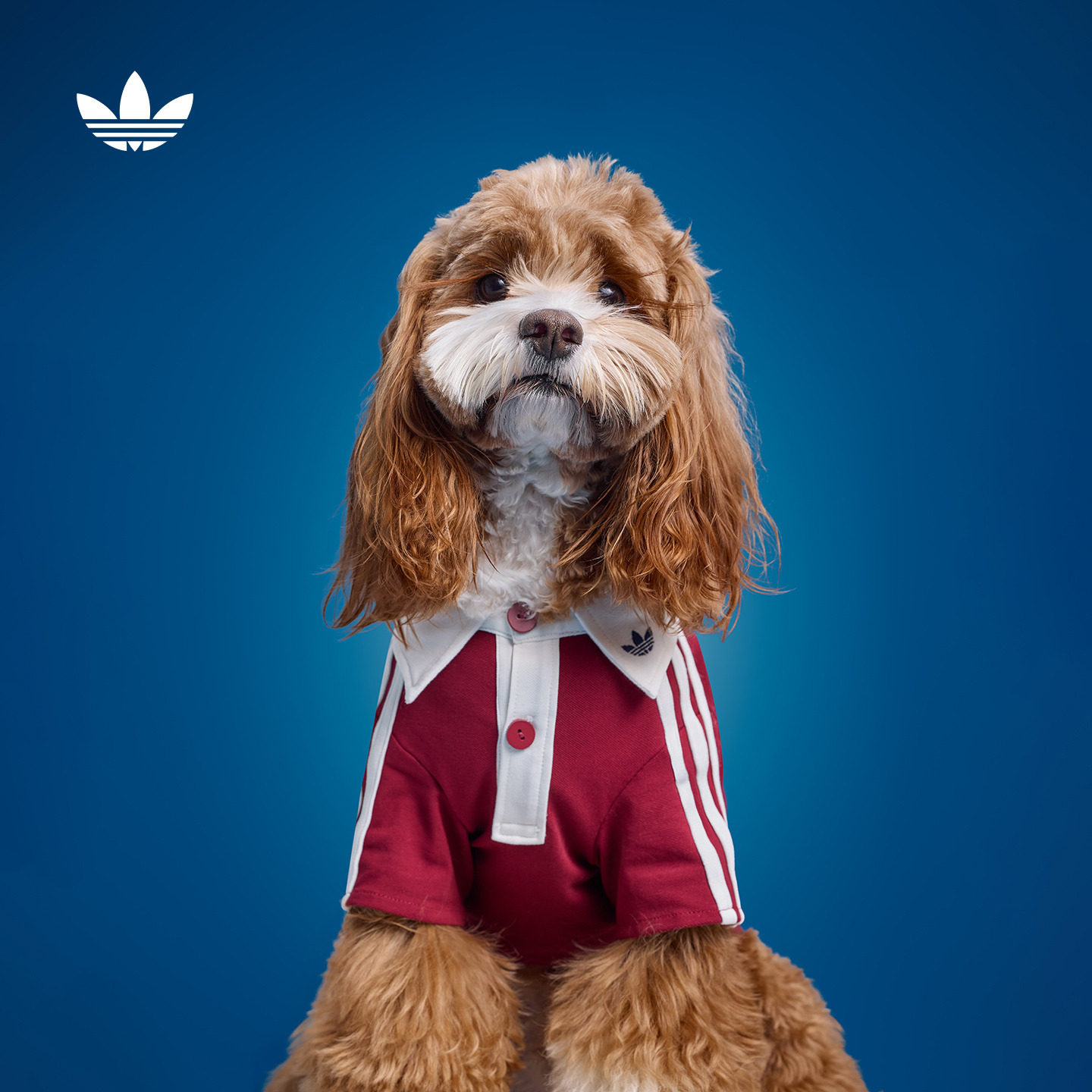 宠物衣服复古短袖POLO衫狗狗猫咪adidas阿迪达斯官方三叶草