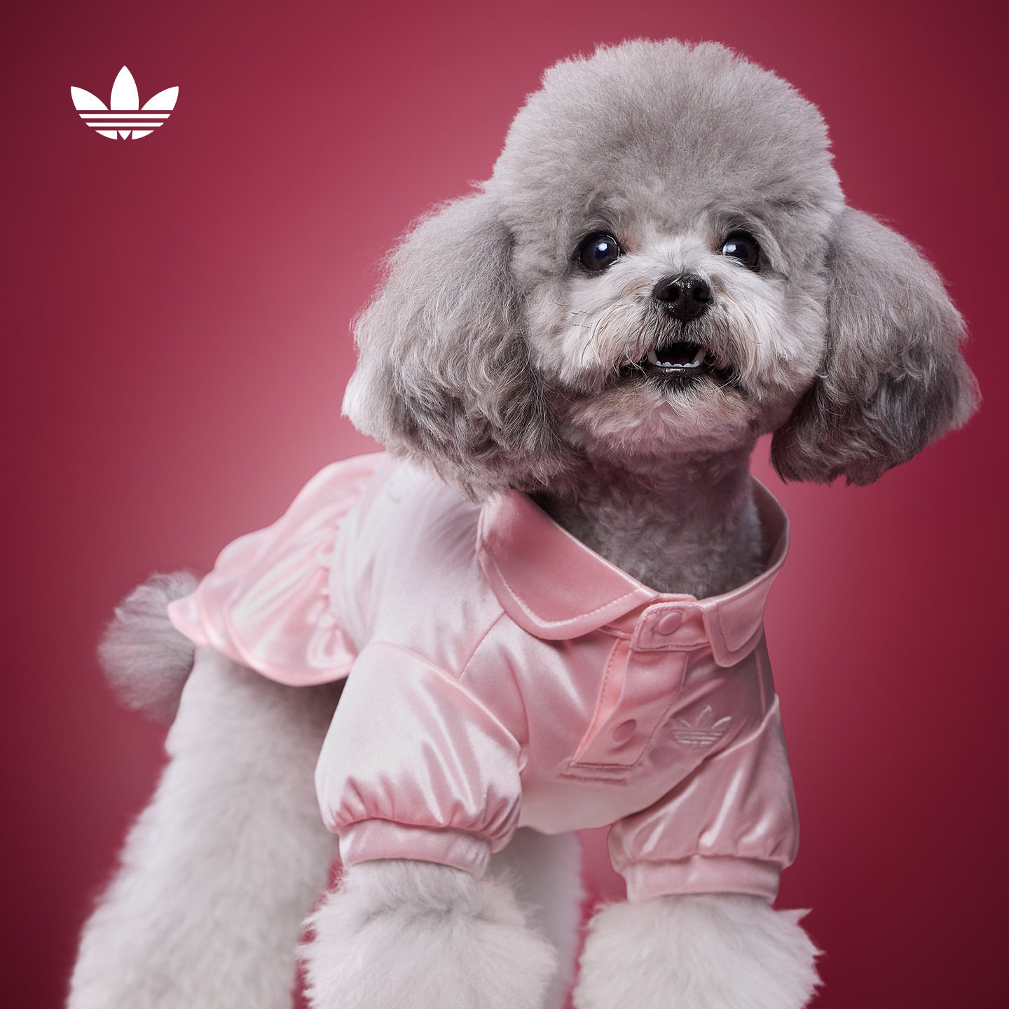 宠物衣服光泽感珠饰连衣裙狗狗猫咪公主裙adidas阿迪达斯三叶草