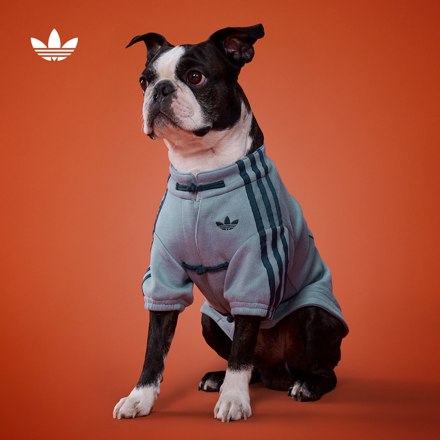 新年款宠物夹克外套衣服冬季狗狗猫咪adidas阿迪达斯三叶草官方,宠物/宠物食品及用品,狗宠物服装/雨衣,淘宝优惠券,粉丝福利购,淘宝优惠卷