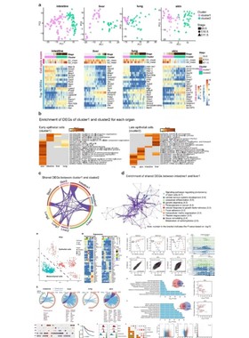 基因编辑gRNA设计优化CRISPR Cas9 gRNA特异性效率