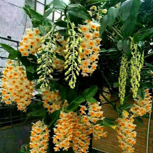 球花石斛 石斛 易花木车盆 球形花 串花绿植盆栽盆景吊兰花附生兰