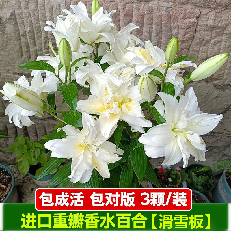 滑雪板香水百合花种球进口重瓣四季开花庭院盆栽多年生花卉绿植