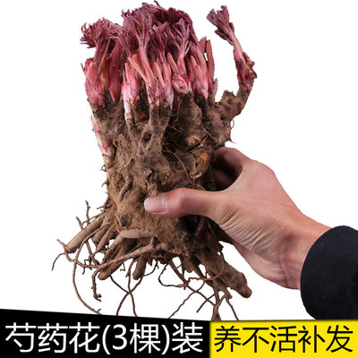 芍药花苗重瓣带芽老根块多年生四季开花阳台庭院浓香花卉盆栽植物