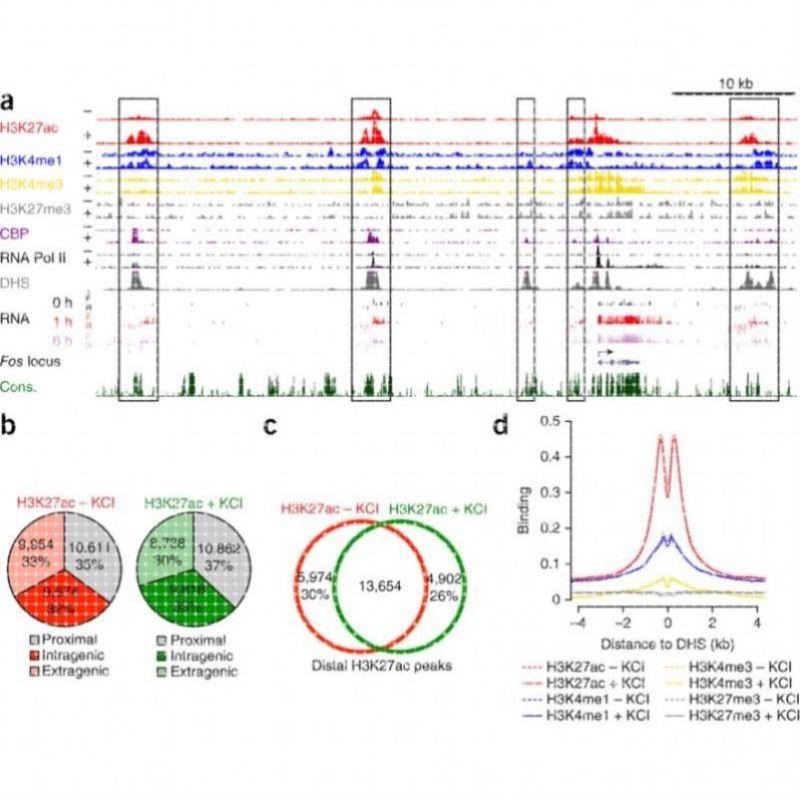生物信息学分析 转录组学 翻译组学 表观遗传学 CRISPR脱靶检测
