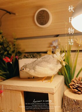 网红芦丁鸡成鸡全色系宠物活鸡40-60天成鸡青年鸡产蛋鸡顺丰包邮