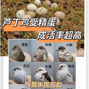卢丁鸡成鸡可孵化受精蛋瓦灰纯白礼服网红鸡受精卵种蛋孵化小鸡
