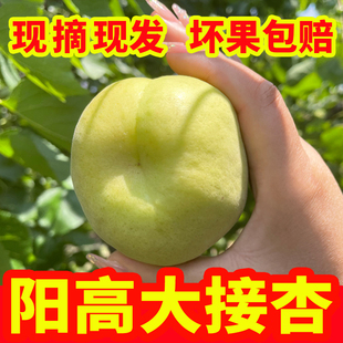 阳高大接杏现摘现发净重5斤装酸甜新鲜黄杏·