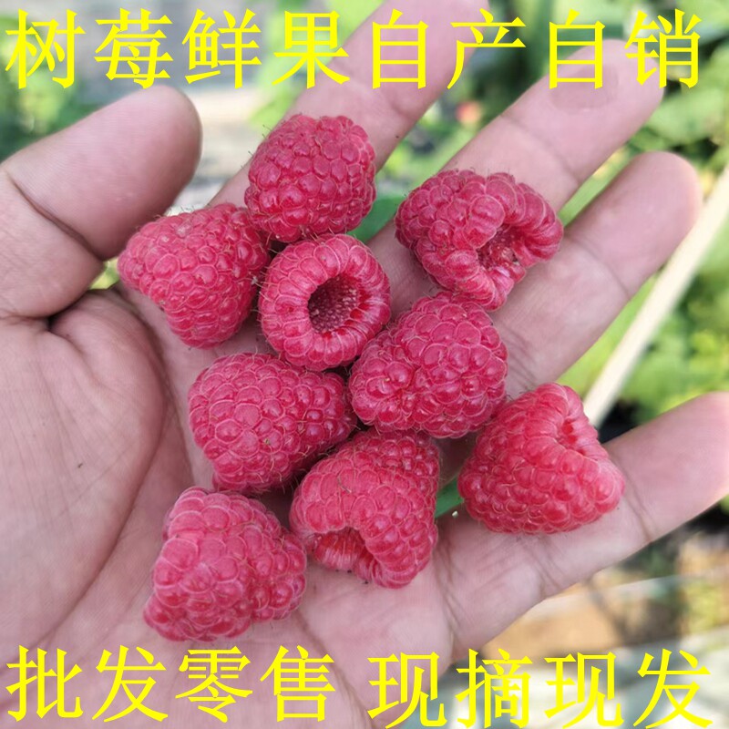 现货新鲜树莓红树莓山莓大果红树莓鲜果 树莓鲜果 树莓果包邮