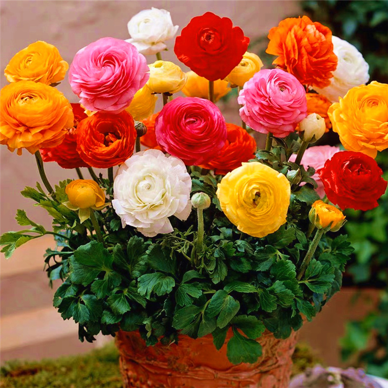 花毛茛种球室内外四季洋牡丹花种根多年生花卉植物盆栽好养活庭院