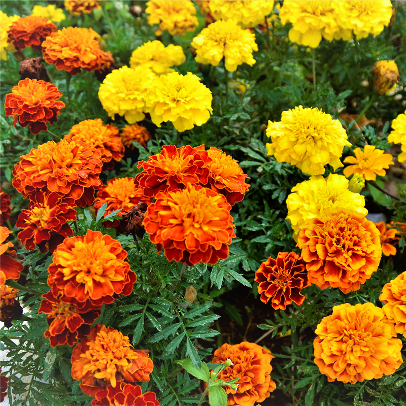 孔雀草花种子四季播种开花易活矮生耐寒花卉阳台庭院盆栽花种籽子