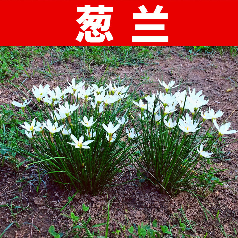 室外喜阴花卉葱兰花苗四季矮生植物开花种子籽风雨兰种球易活庭院
