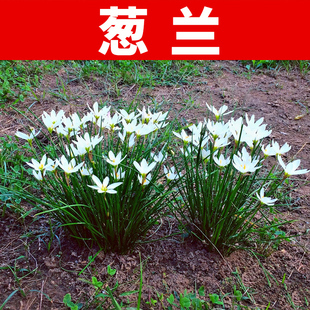 室外喜阴花卉葱兰花苗四季矮生植物开花种子籽风雨兰种球易活庭院