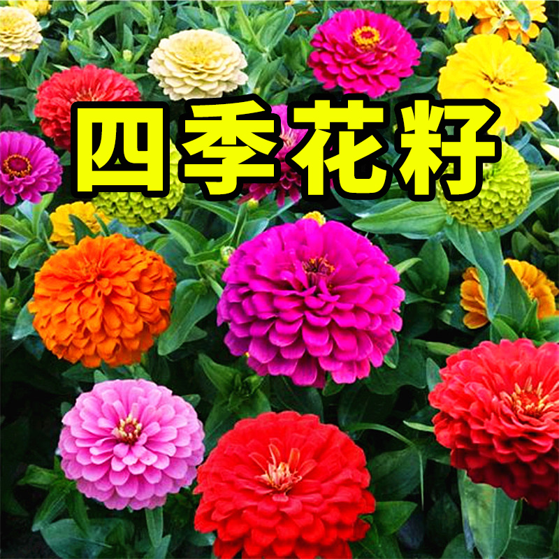 花种易种四季开花庭院室外百日草格桑花野花组合花草花籽种子花卉