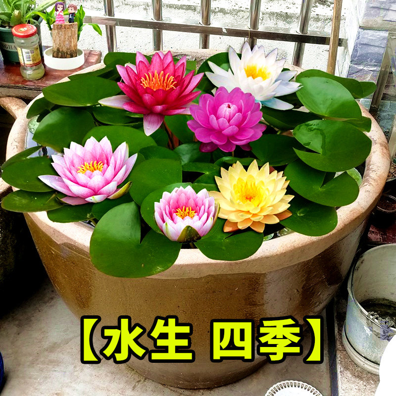 睡莲水培植物花种籽子水生池塘花卉四季播种水养根块耐寒开花室外图片