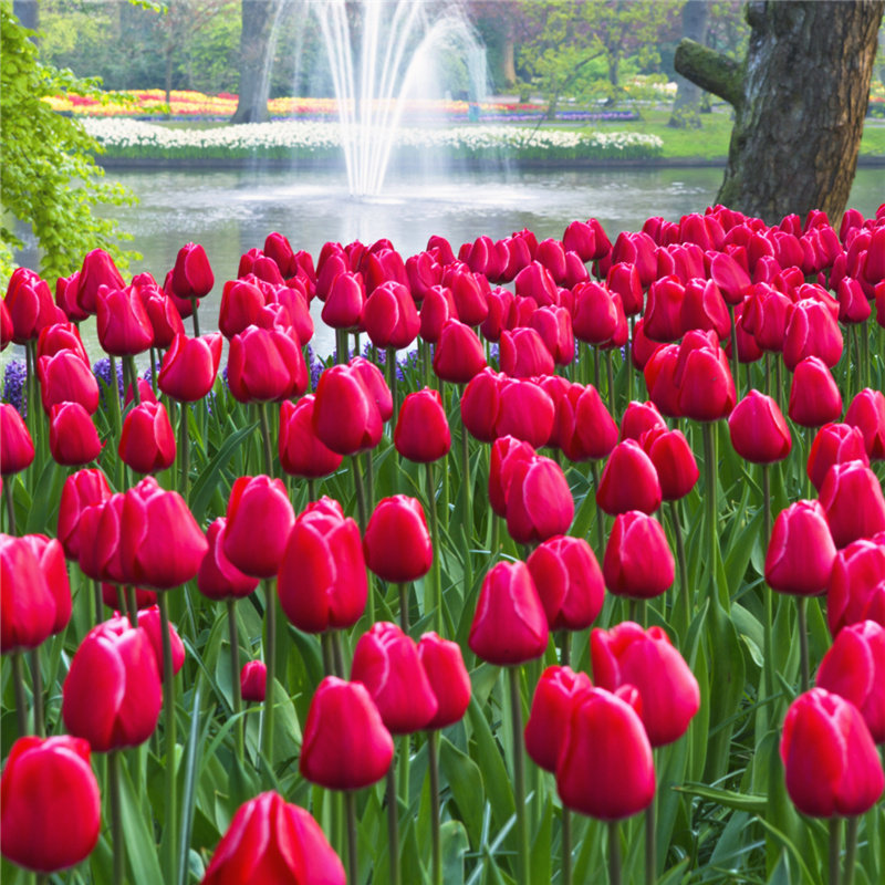 郁金香种球土培耐寒花卉花种四季种易活开花室外阳台盆栽地栽种子,鲜花速递/花卉仿真/绿植园艺,种球/裸根,淘宝优惠券,粉丝福利购,淘宝优惠卷