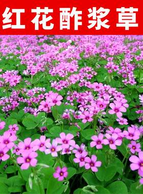 酢浆草种球红花炸浆草种子炸酱草三叶草庭院紫叶矮生四季花卉绿化