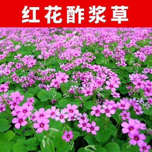 酢浆草种球红花炸浆草种子炸酱草三叶草庭院紫叶矮生四季花卉绿化