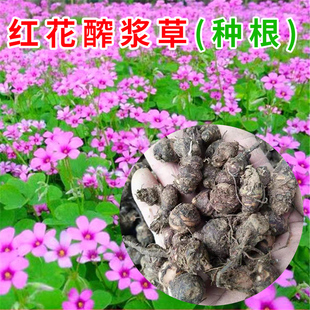 红花酢浆草籽紫叶酢浆草种球室外矮生四季花卉三叶草炸酱草种子