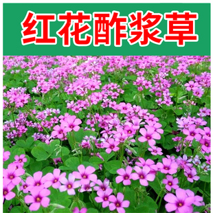 酢浆草种球红花炸酱草炸浆草种子盆栽三叶草籽紫叶四季花卉庭院绿