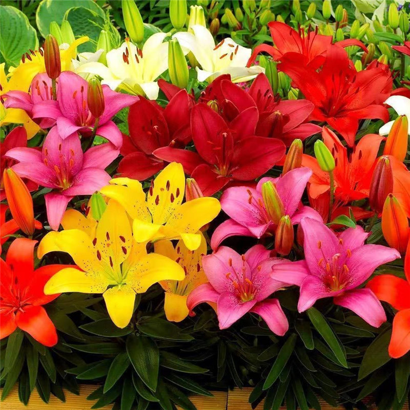 百合花种球盆栽花卉植物四季易活花种子香水百合室内阳台庭院耐寒图片