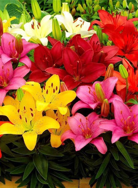 百合花种球盆栽花卉植物四季易活花种子香水百合室内阳台庭院耐寒