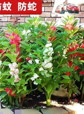 凤仙花种子花种指甲花四季播种开花室外防蛇盆栽庭院易活花籽种子