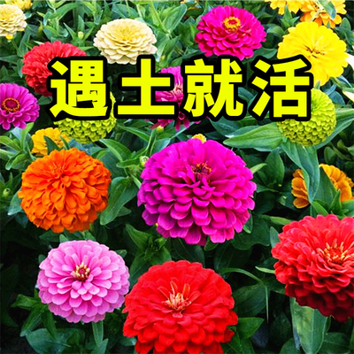 花种子四季播种室外庭院阳台花籽