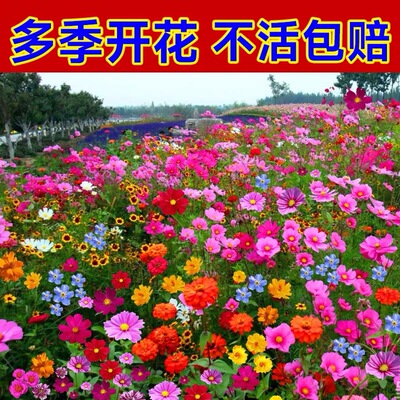 野花组合种子花种籽子四季播种开花易活室外庭院格桑花籽种子花卉