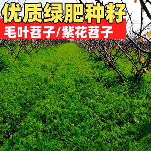 光叶紫花苕子种子毛苕子种果园绿肥草籽箭舌豌豆牧草耐贫瘠草种籽