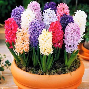 风信子种球土培水培耐寒地栽种子花种籽子花卉四季室外盆栽开花苗