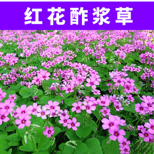 红花酢浆草种球炸酱草酢浆草种子紫叶四季矮生花卉庭院三叶草籽