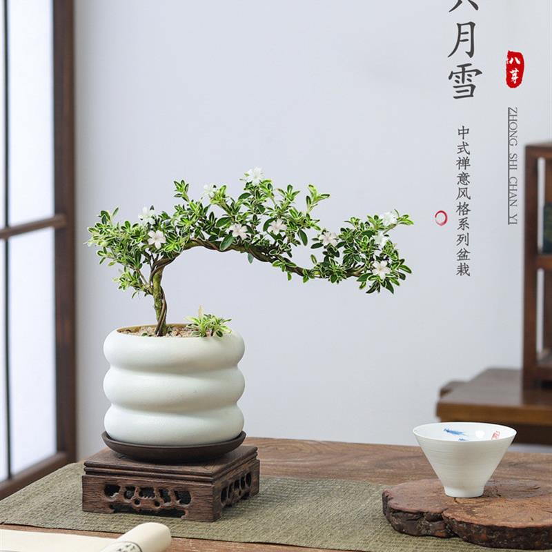 茶室禅意绿植盆栽六月雪盆景悬崖红花茶好养中式桌面摆件布置室