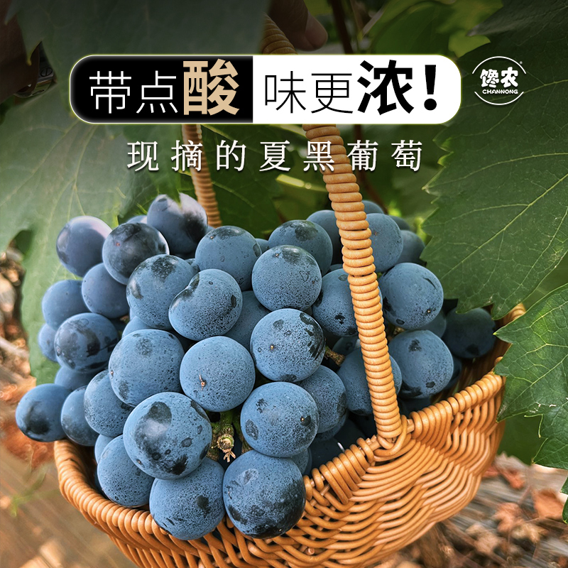 5月现摘当季云南夏黑葡萄精品鲜果酸甜无籽黑提孕妇新鲜水果整串 水产肉类/新鲜蔬果/熟食 葡萄/提子 原图主图