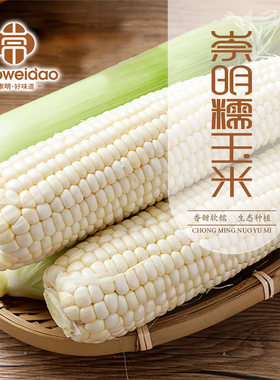 崇明露天白糯玉米新鲜
