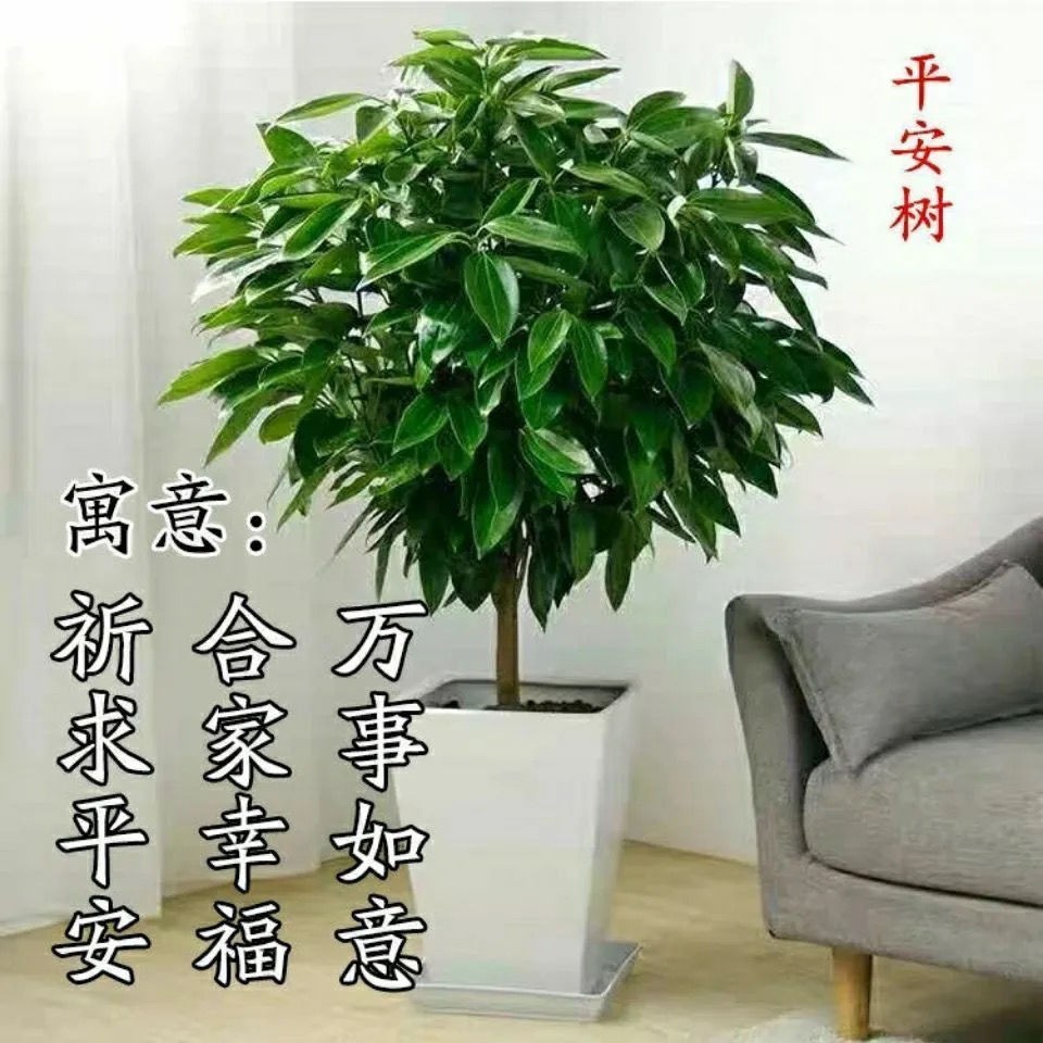平安树客厅肉桂盆栽四季常青净化空气植物办公室吸甲醛幸福树好养