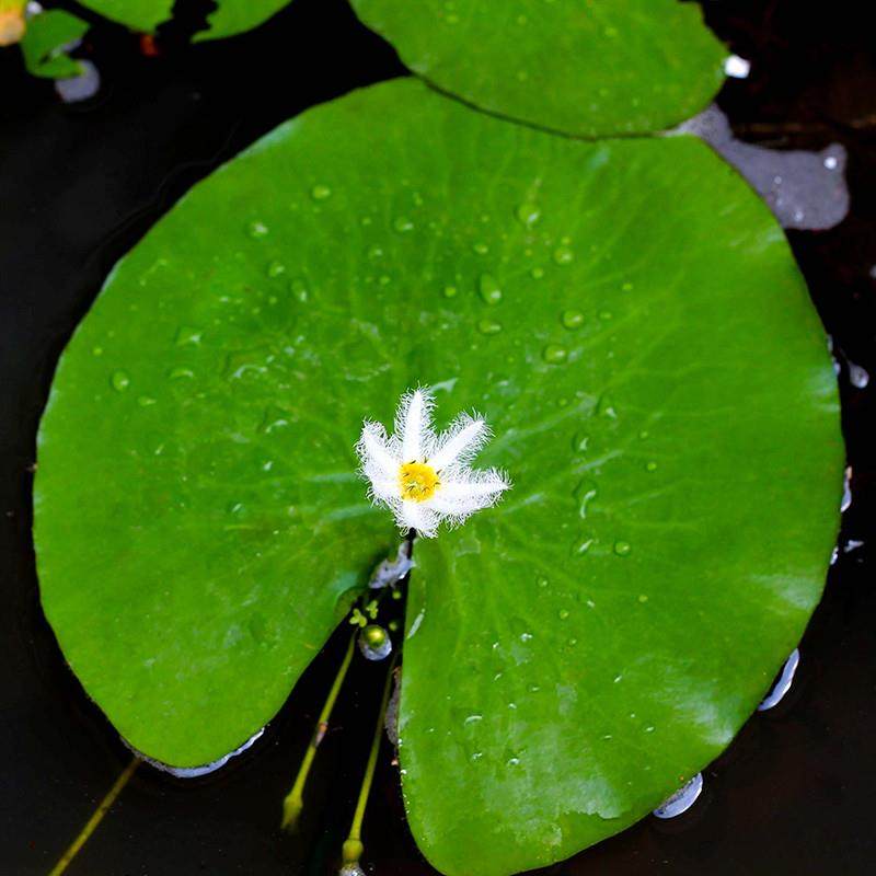 .一叶莲浮萍水草植物鱼虾缸净水睡莲水芙蓉和鱼共养水上水培植物,宠物/宠物食品及用品,水草,淘宝优惠券,粉丝福利购,淘宝优惠卷