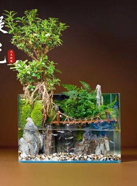 【山水鱼缸全套成品植物