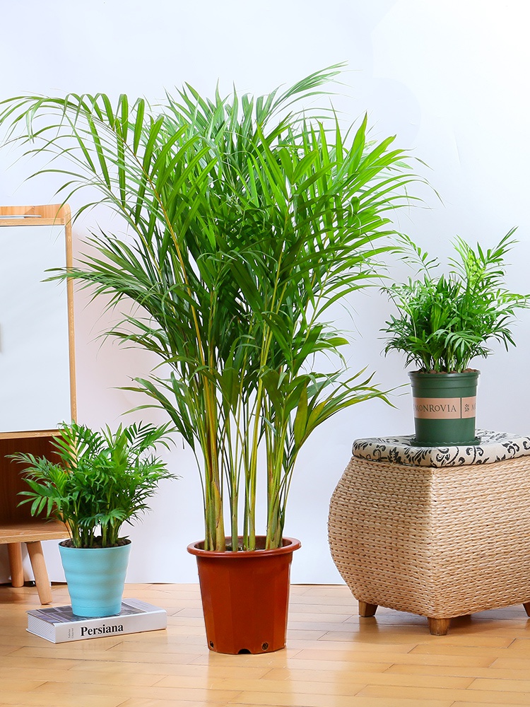 散尾葵大型盆栽植物室内客厅桌面绿植花卉四季观叶植物袖珍椰子