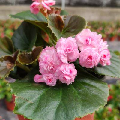 重瓣四季海棠花带花发货玻璃球球花四季开花不断观花植物阳台客厅