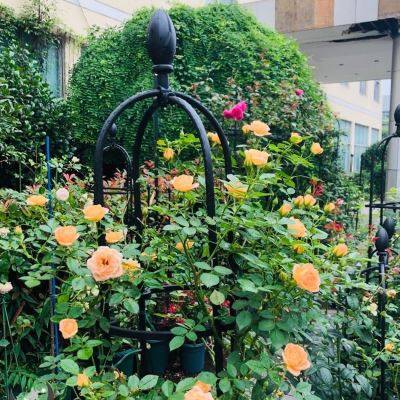 昙花专用支架花架阳台客厅爬藤植物支架多层铁艺室内外花盆架子