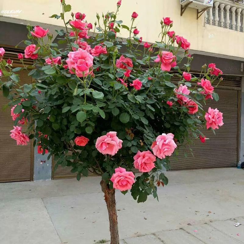 。院子里适合种的花花期超长花卉庭院玫瑰花种植苗树月季花苗特大