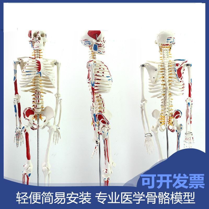 教学人体骨骼模型骨架85cm170cm医学解剖肌肉瑜伽小白骷髅架