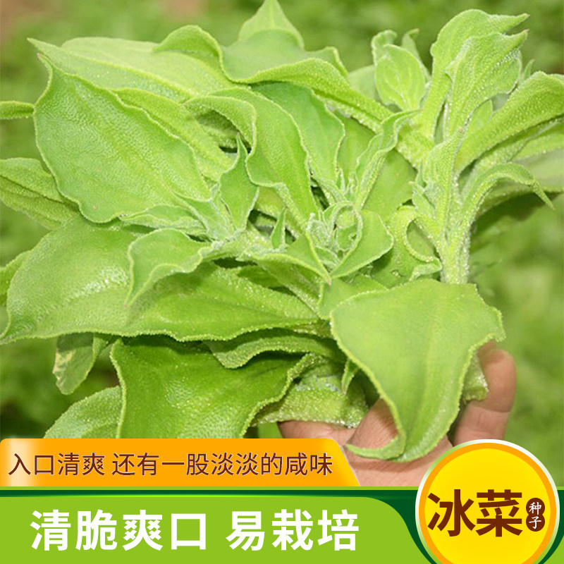 非洲冰菜种子生吃水晶冰草菜新品种即食蔬菜籽春季四季阳台盆栽孑